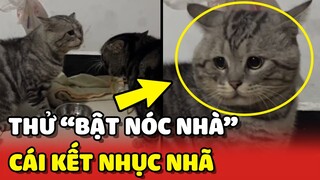 Hoàng Thượng thử BẬT NÓC NHÀ và cái kết bị CHỬI SẤP MẶT 😂 | Yêu Lu