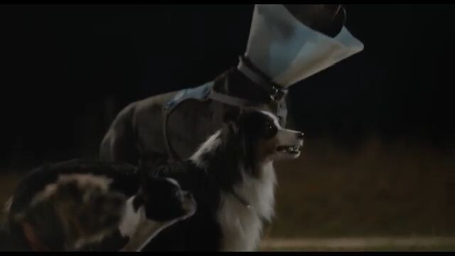 Watching suspense and excitement anime strays (2023) official trailer # Movie link below