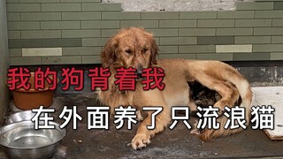 我的狗背着我，自己在外面养了只流浪猫！