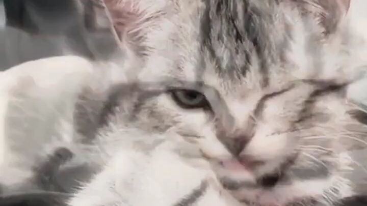 cat blinking one eyes