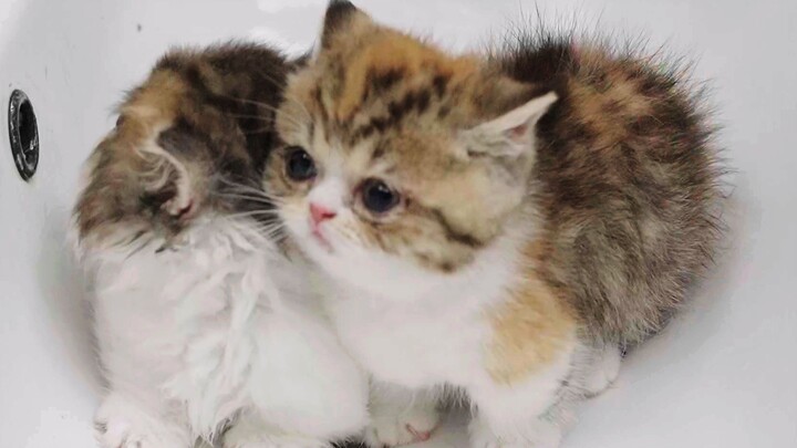 Dua anak kucing susu terserang jamur sampai wajahnya rusak, semoga mandi obat bisa bikin mereka cepa