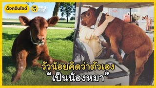 "ปั๊บปี้คาว" วัวน้อยคิดว่าตัวเองเป็นน้องหมา | Dog's Clip