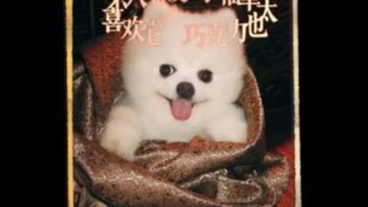 Sister Meng’s chocolate is the center of attention—so cute! #MengZiyi #CutePets