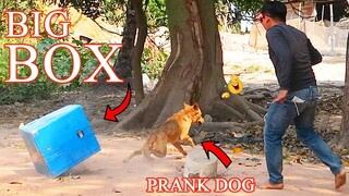 Big Box Prank Dog - Very Surprise with Scared Reaction - Try not to Laugh in 2021