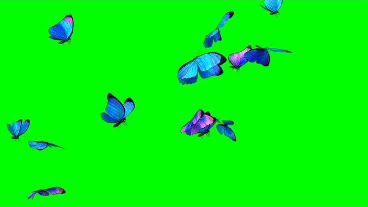 Butterflies animation green screen | Butterfly animation | free green screen