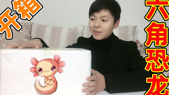 Unboxing the super-cute “axolotl”—will this adorable little creature bite?