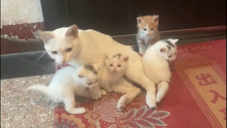 猫妈妈带着它的四个孩子来看我