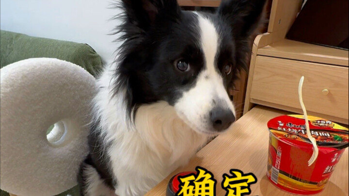 36 kế nuôi chó: Muốn bắt thì phải thả!