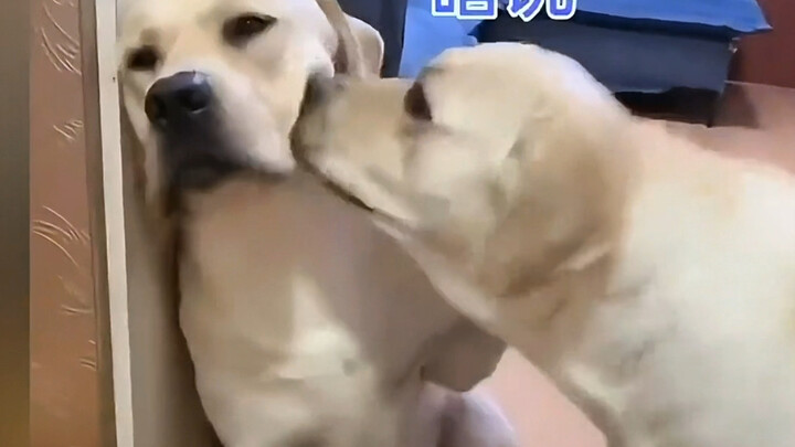 من لا يربي كلبًا لن يعرف متعة تربية الكلاب