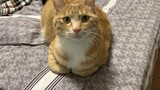 Kucing Oranye: Apa Lihat-lihat? Tak Pernah Lihat Kucing Desa?