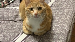 Orange Cat: What Are You Looking At? This Is How Farmers Cross Hands