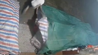 Bayangan seumur hidup si pencuri kecil