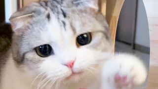 كيف يمكن أن يكون هناك قطة مع مثل هذه التعبيرات الغنية؟!