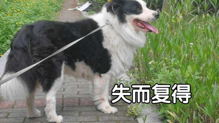 My dog, who’d been missing for half a year, finally came home, and I’m totally embarrassed—take my s