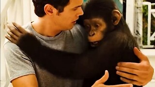 Trải nghiệm nuôi một con tinh tinh làm thú cưng sẽ như thế nào?