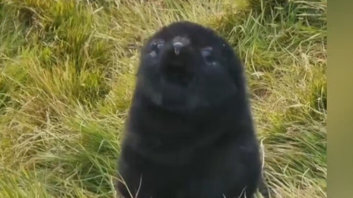 Cực kỳ đáng yêu! Cá bống con nũng nịu với con người