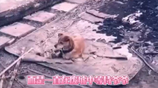 We always say lying is something dogs do, but dogs never lie—after all, their love is the purest.