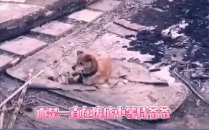 We always say lying is something dogs do, but dogs never lie—after all, their love is the purest.