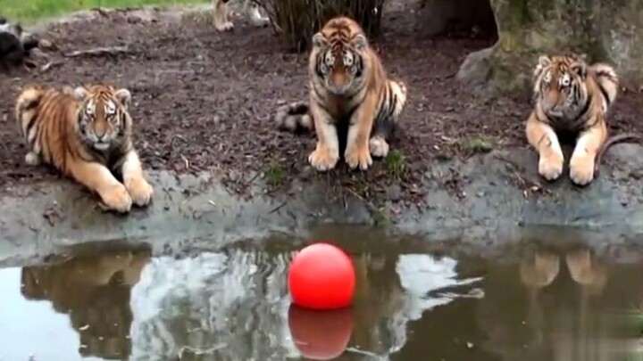 “Waduh, bola jatuh ke dalam air!”