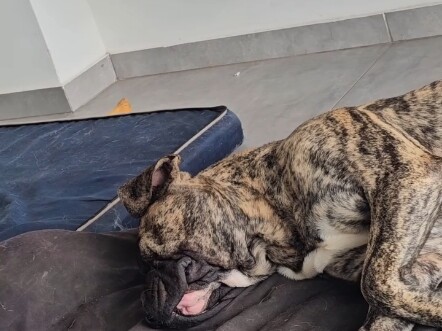 What is the dog dreaming about?