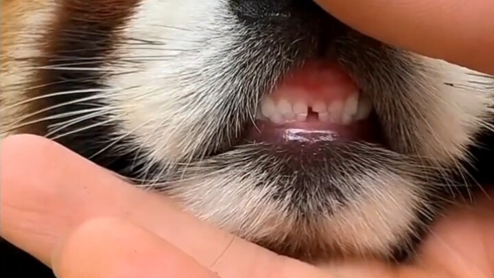 This little panda is the real deal!