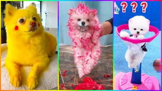 Funny and Cute Dog Pomeranian 😍🐶| Funny Puppy Videos #264