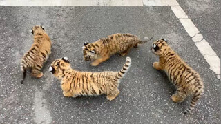 [Siberian tiger cub] A walk that shows no regard for family! Not even familiar with any of its four 