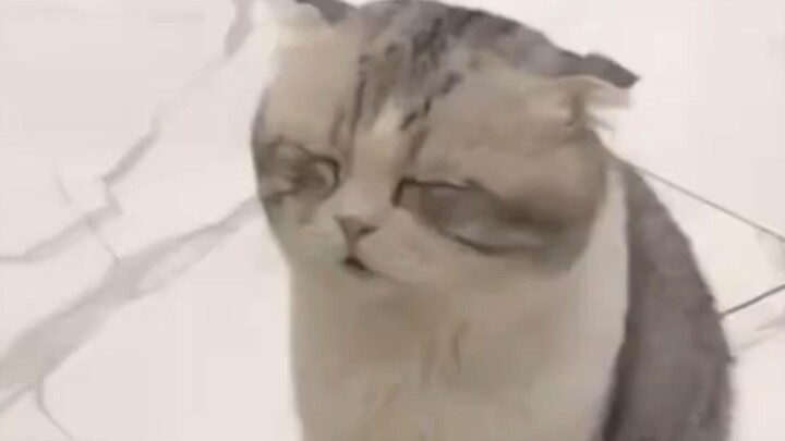 Cat: Very unhappy to be of service to you