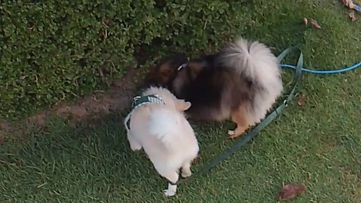 หมาน้อยของฉัน My 🐕