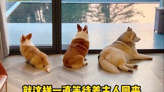 What will three puppies do when they are alone at home?