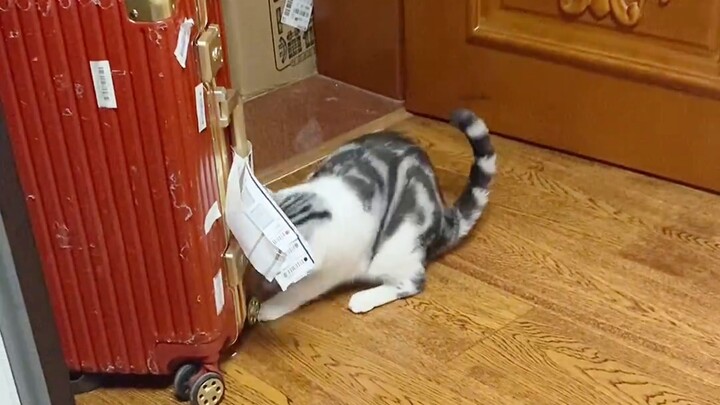 It’s become a *, it’s a *! He actually helps me find my lost things!