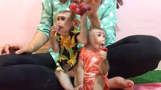 The Way Mino and Coconut monkeys eating grape