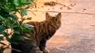 pusa laban sa ahas