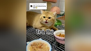 Trả lời  Thôi nay hong chê nữa. Mai chê típ mèo cat