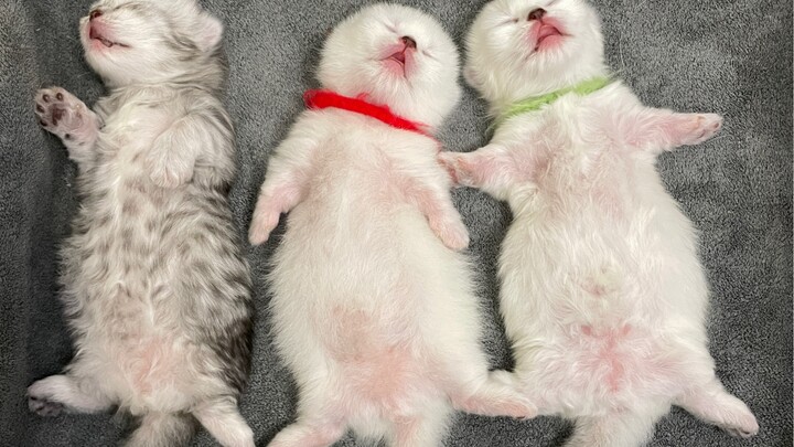 When the kitten drinks too much milk...