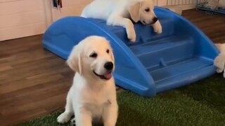 This is a video of a little golden retriever watching Tom and Jerry