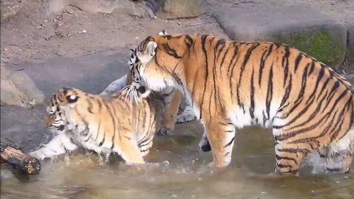 The little tiger is afraid of water, so its tiger mom carries it into the water to toughen it up, ov