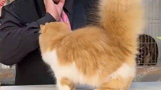 The big feather duster that appeared in the cat beauty pageant seems to know that she is cute