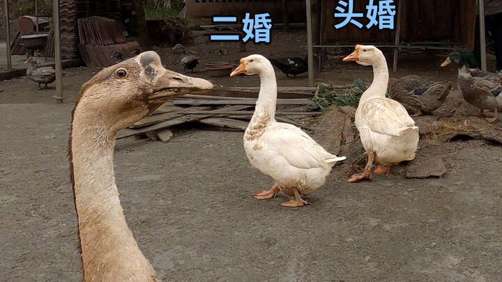 Goose Girl's Second Marriage Life