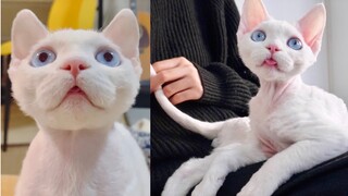 Baa Baa: Both milky and cool | German Rex cat