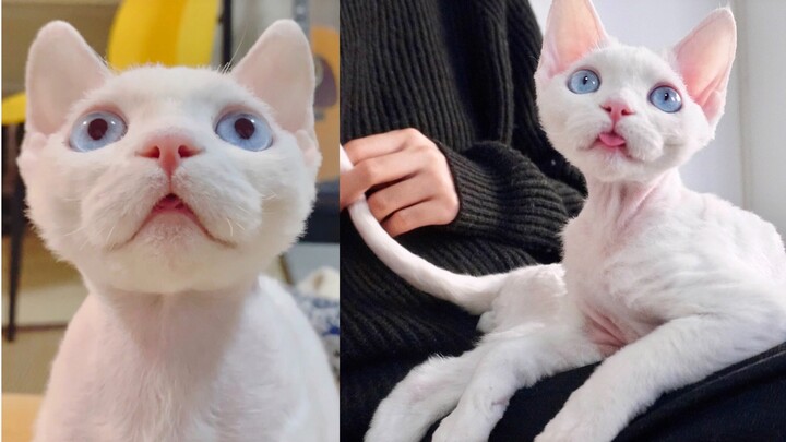 Baa Baa: Both milky and cool | German Rex cat