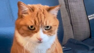 แชทสาธารณะครั้งแรกของเสี่ยวหมี่และเสี่ยวเป่าเป่า