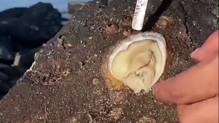 A small hoe, a pot of tea, an afternoon, a basket of clams.