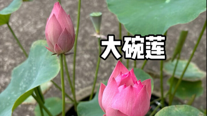 Hoa sen bát lớn đã nở!