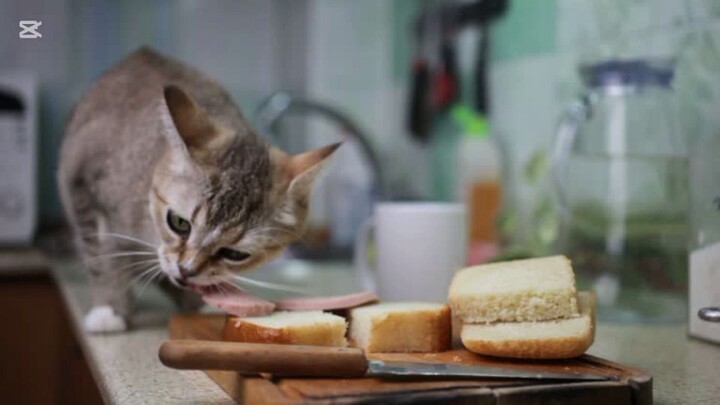 📌 Title: The Cat Who Thought He Was the Boss | Funny Story 📌 Description
