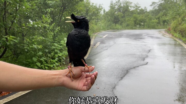 Burung magpie pintar mempermainkan pemuda, kali ini giliran dia yang dirugikan!