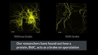 Time-lapse microscopy helps reveal brake mechanism in bacterial lifecycle