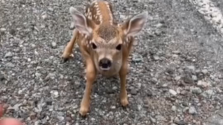 A foreign netizen's family encountered a little Ai who had accidentally eaten poisonous mushrooms wh