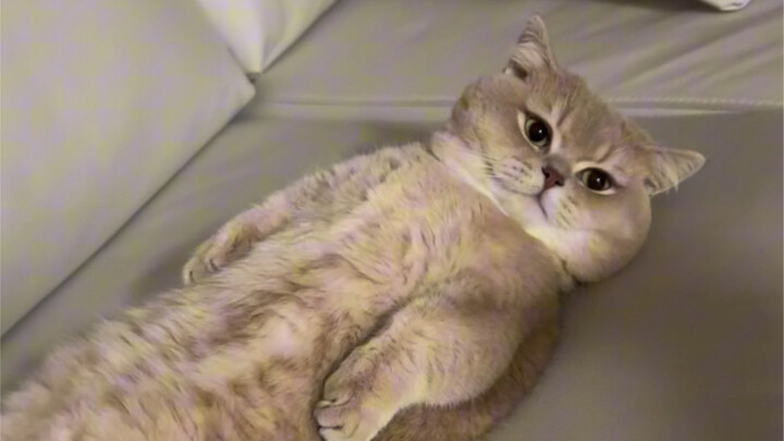 Mèo con: Tôi không sợ.