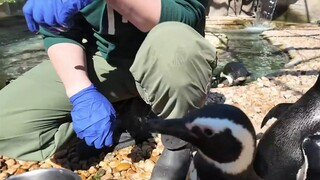 Going behind the scenes of Tuxedo Coast at the Jacksonville Zoo.